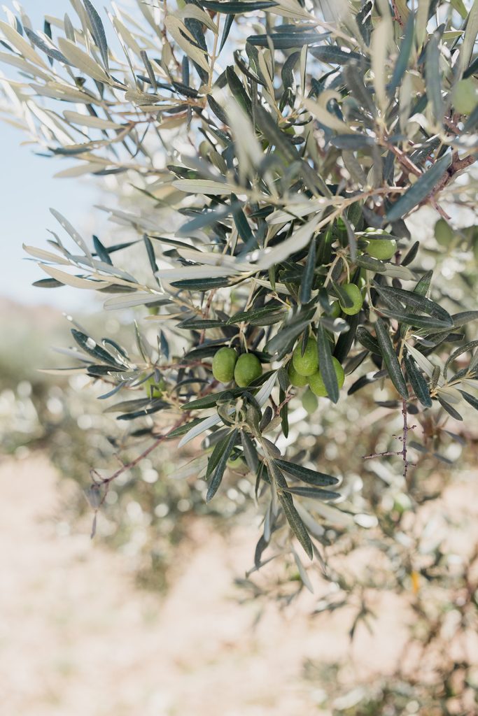 Olive de provence