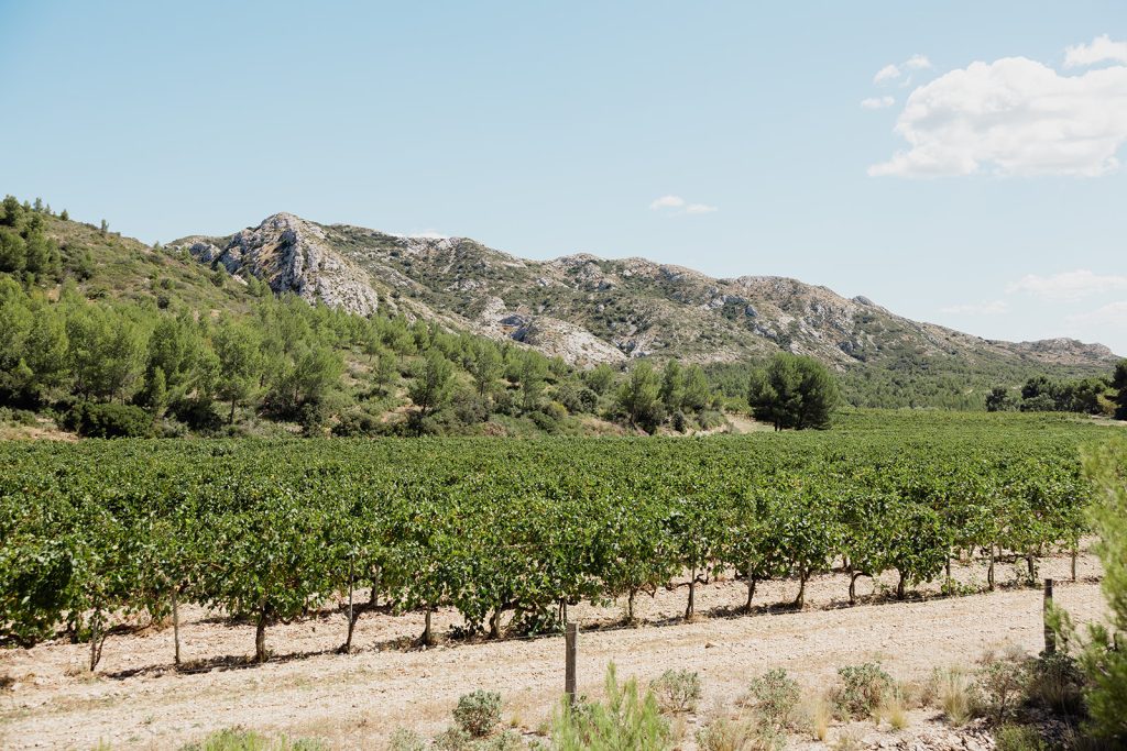 Vignoble dans les Alpilles